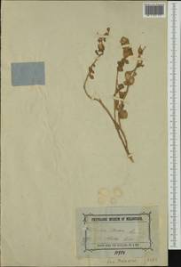 Acaena ovina A. Cunn., Австралия и Океания (AUSTR) (Австралия)