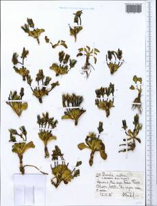 Swertia uniflora Mildbr., Африка (AFR) (Эфиопия)