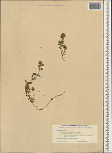 Чабрец Кочи Boiss. & Hohen., Кавказ, Азербайджан (K6) (Азербайджан)