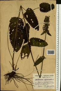 Betonica officinalis subsp. officinalis, Восточная Европа, Московская область и Москва (E4a) (Россия)
