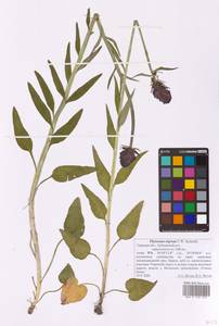Phyteuma nigrum F.W.Schmidt, Восточная Европа, Северо-Западный район (E2) (Россия)