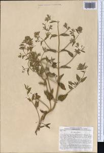 Котовник украинский L., Средняя Азия и Казахстан, Западный Тянь-Шань и Каратау (M3) (Узбекистан)