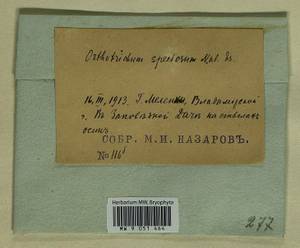 Lewinskya speciosa (Nees) F. Lara, Garilleti & Goffinet, Гербарий мохообразных, Мхи - Центральное Нечерноземье (B6) (Россия)