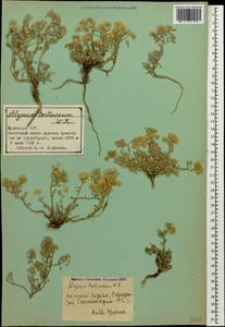 Odontarrhena tortuosa subsp. tortuosa, Кавказ, Азербайджан (K6) (Азербайджан)