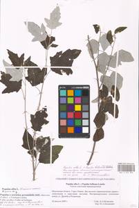 Populus alba var. pyramidalis Bunge, Восточная Европа, Московская область и Москва (E4a) (Россия)