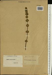 Щетинохвост шандровый (L.) Ehrh. ex Rchb., Восточная Европа, Северо-Украинский район (E11) (Украина)
