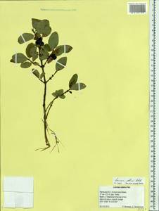 Жимолость Палласа (Ledeb.) Browicz, Восточная Европа, Северный район (E1) (Россия)