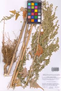 Лебеда стрелолистная, Лебеда лоснящаяся Borkh., Восточная Европа, Московская область и Москва (E4a) (Россия)