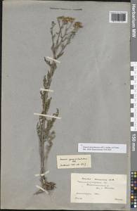 Якобея днепровская (DC.) B.Nord., Восточная Европа, Нижневолжский район (E9) (Россия)