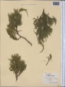 Juniperus scopulorum Sarg., Америка (AMER) (США)