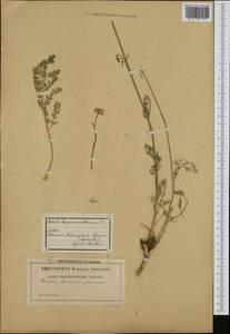 Hippomarathrum vulgare Borkh., Западная Европа (EUR) (Австрия)