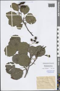 Ольха клейкая, Ольха черная (L.) Gaertn., Восточная Европа, Центральный лесостепной район (E6) (Россия)