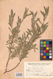 Salix elbrusensis Boiss., Кавказ, Ставропольский край, Карачаево-Черкесия, Кабардино-Балкария (K1b) (Россия)