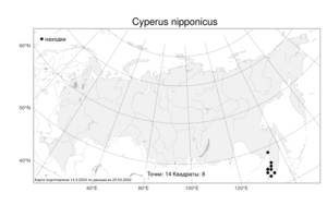 Cyperus nipponicus, Сыть ниппонская Franch. & Sav., Атлас флоры России (FLORUS) (Россия)