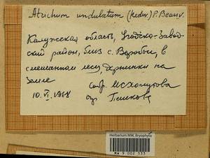Atrichum undulatum (Hedw.) P. Beauv., Гербарий мохообразных, Мхи - Центральное Нечерноземье (B6) (Россия)