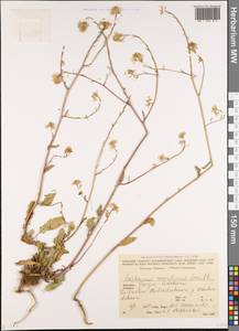 Raphanus raphanistrum subsp. landra (Moretti ex DC.) Bonnier & Layens, Кавказ, Грузия (K4) (Грузия)