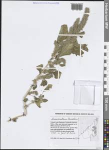 Amaranthus tricolor L., Зарубежная Азия (ASIA) (ОАЭ)