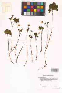 Кривоцвет восточный (L.) Kusn., Восточная Европа, Центральный район (E4) (Россия)