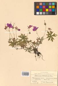 Герань побегоносная Kom., Сибирь, Дальний Восток (S6) (Россия)