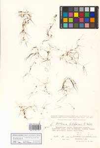 Althenia orientalis (Tzvelev) García-Mur. & Talavera, Средняя Азия и Казахстан, Прикаспийский Устюрт и Северное Приаралье (M8) (Казахстан)