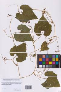 Схизопепон бриониелистный Maxim., Восточная Европа, Московская область и Москва (E4a) (Россия)