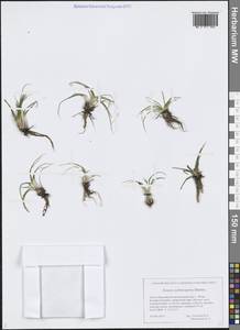 Полушник колючеспоровый Durieu, Сибирь, Западная Сибирь (S1) (Россия)