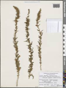 Терескен хохолковый (L.) Gueldenst., Восточная Европа, Центральный лесостепной район (E6) (Россия)