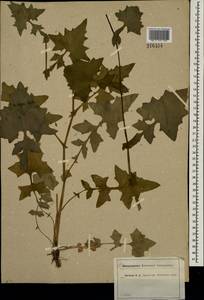 Мицелис стенной (L.) Dumort., Восточная Европа, Московская область и Москва (E4a) (Россия)