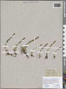 Вероника тимьянолистная L., Восточная Европа, Волжско-Камский район (E7) (Россия)