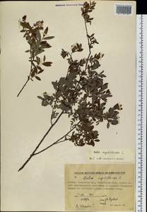 Ива черничная L., Сибирь, Якутия (S5) (Россия)