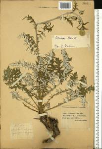 Echinops ritro var. ruthenicus (M.Bieb.) Schrad., Восточная Европа, Нижневолжский район (E9) (Россия)