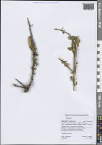 Гибискус, Зарубежная Азия (ASIA) (Йемен)