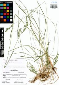 Poa pratensis subsp. pratensis, Сибирь, Прибайкалье и Забайкалье (S4) (Россия)