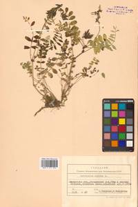 Астрагал альпийский L., Сибирь, Чукотка и Камчатка (S7) (Россия)