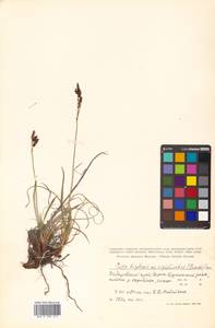 Осока жестковатая, Осока ложножесткая (Gorodkov) V.I.Krecz., Сибирь, Дальний Восток (S6) (Россия)