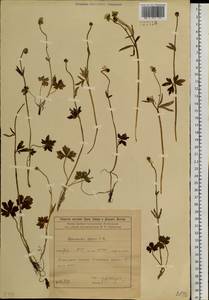 Ranunculus arcticus Richardson, Сибирь, Прибайкалье и Забайкалье (S4) (Россия)