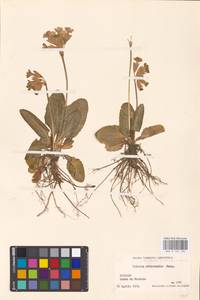 Первоцвет весенний L., Западная Европа (EUR) (Италия)