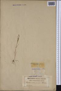 Agrostis tenerrima Trin., Западная Европа (EUR) (Франция)