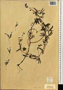 Fabaceae, Зарубежная Азия (ASIA) (Филиппины)