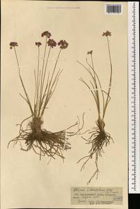 Лук двузубый Fisch. ex Prokh. & Ikonn.-Gal., Монголия (MONG) (Монголия)