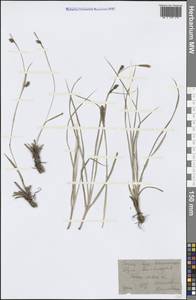 Осока расставленная L., Крым (KRYM) (Россия)