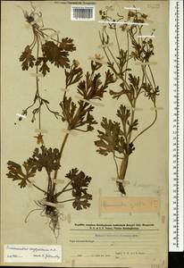 Лютик остросеменной, Лютик остроплодный Willd., Кавказ, Азербайджан (K6) (Азербайджан)