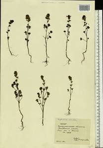 Очанка, Восточная Европа, Западно-Украинский район (E13) (Украина)