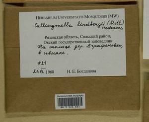 Calliergonella lindbergii (Mitt.) Hedenäs, Гербарий мохообразных, Мхи - Центральное Нечерноземье (B6) (Россия)