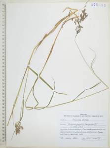 Вейник пурпурный (Trin.) Trin., Сибирь, Дальний Восток (S6) (Россия)