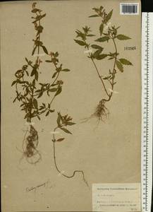 Пикульник ладанниковый L., Восточная Европа, Северо-Западный район (E2) (Россия)