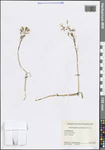 Птицемлечник пиренейский L., Кавказ, Азербайджан (K6) (Азербайджан)