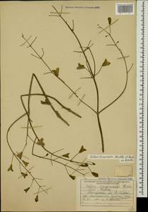 Salvia divaricata Montbret & Aucher ex Benth., Кавказ, Турецкий Кавказ (K7) (Турция)