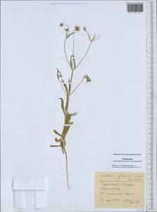 Lomelosia flavida (Boiss. & Hausskn.) Soják, Средняя Азия и Казахстан, Каракумы (M6) (Туркмения)