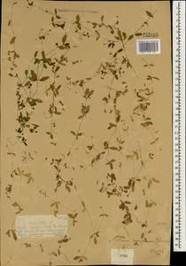 Подмаренник джунгарский Schrenk, Зарубежная Азия (ASIA) (КНР)